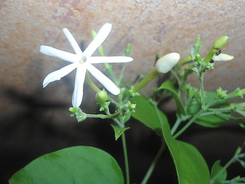 Jasminum grandiflorum